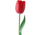 گل لاله مانیسا